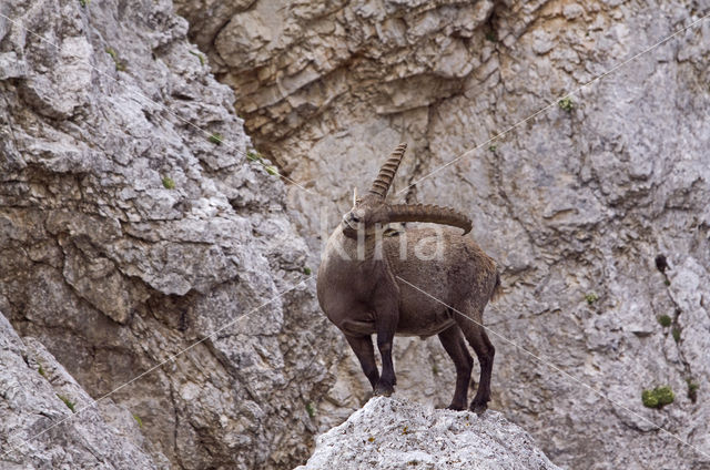 Ibex (Capra ibex)