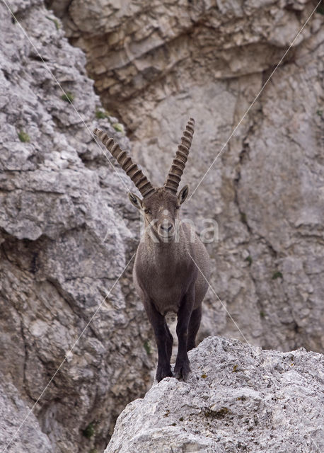 Steenbok (Capra ibex)