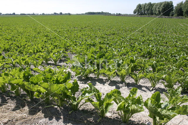 Sugar beet (Beta vulgaris altissima)