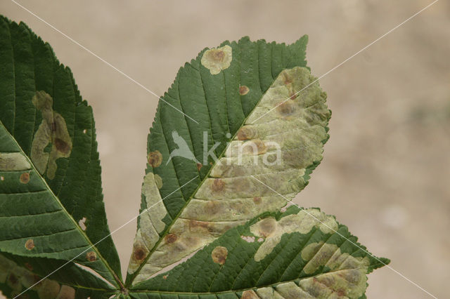 Tamme kastanje (Castanea sativa)