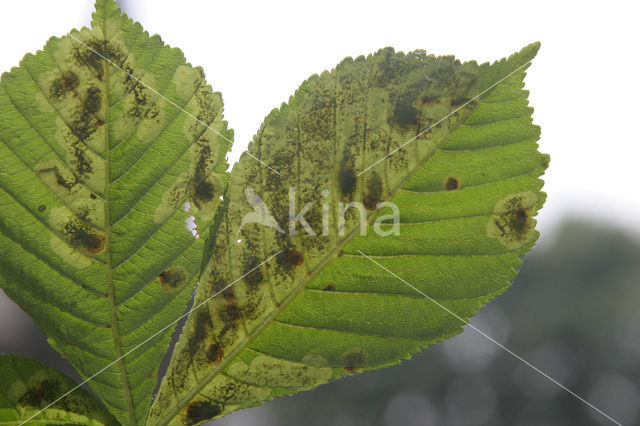 Tamme kastanje (Castanea sativa)