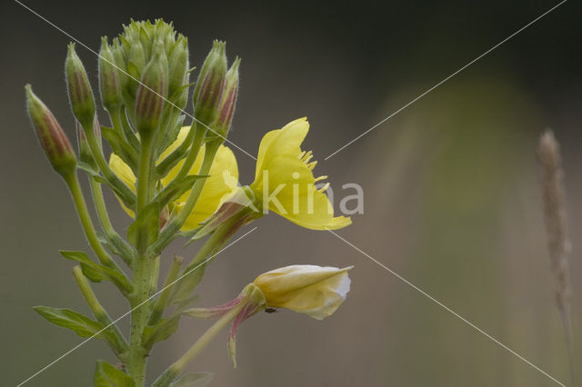 Teunisbloem (Oenothera tetragona Fyrverheri)