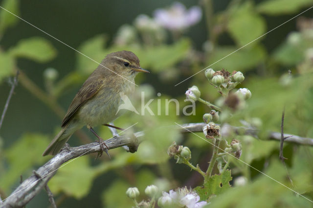 Tjiftjaf (Phylloscopus collybita)