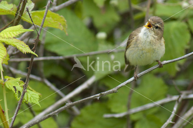 Tjiftjaf (Phylloscopus collybita)