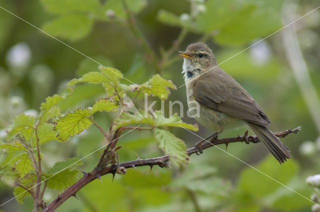 Tjiftjaf (Phylloscopus collybita)