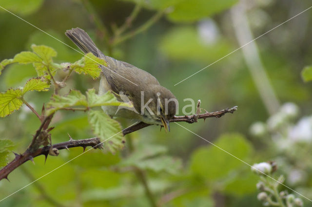 Tjiftjaf (Phylloscopus collybita)