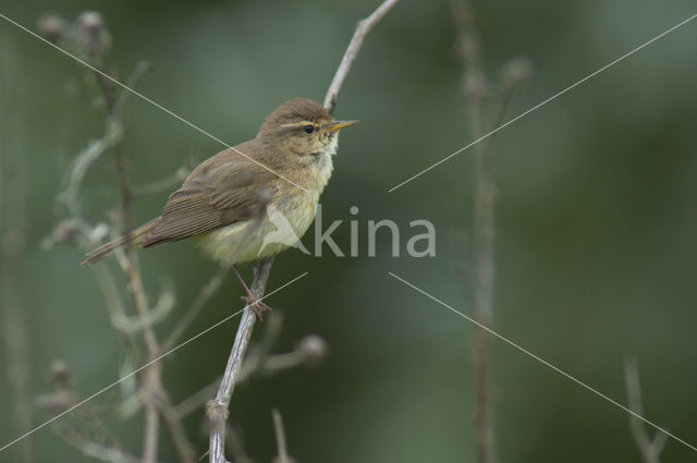 Tjiftjaf (Phylloscopus collybita)