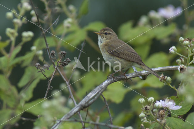 Chiffchaff (Phylloscopus collybita)