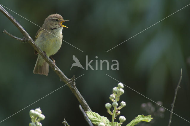 Tjiftjaf (Phylloscopus collybita)