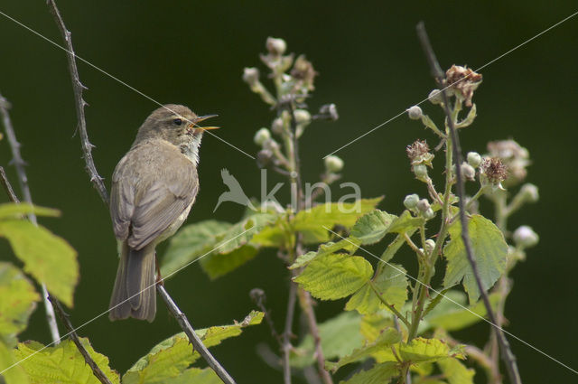 Tjiftjaf (Phylloscopus collybita)