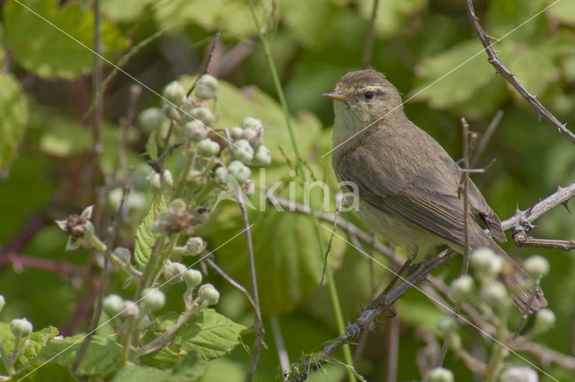 Tjiftjaf (Phylloscopus collybita)