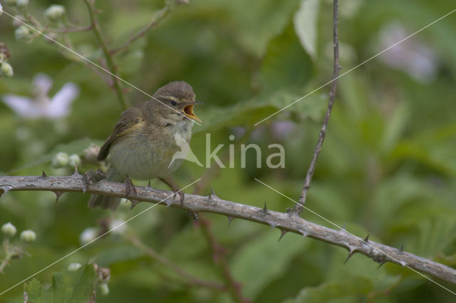 Tjiftjaf (Phylloscopus collybita)