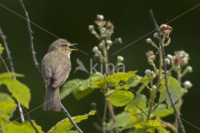 Tjiftjaf (Phylloscopus collybita)