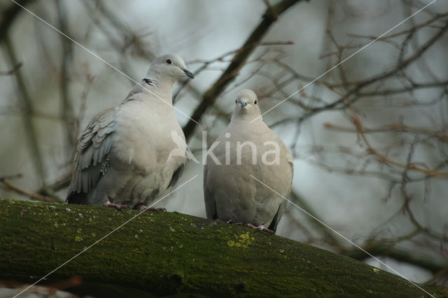 Collared Turtle Dove (Streptopelia decaocto)