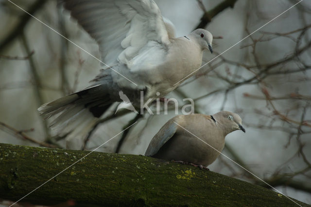 Turkse Tortel (Streptopelia decaocto)