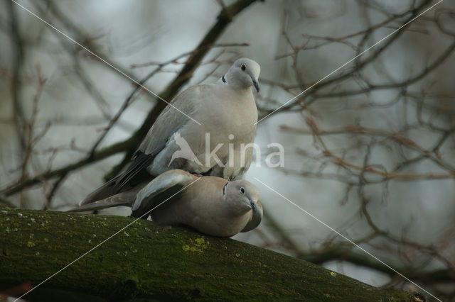 Turkse Tortel (Streptopelia decaocto)