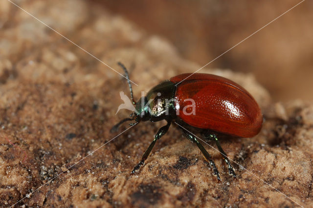 Chrysolina polita