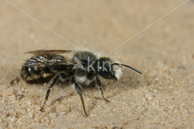 Tweekleurige slakkenhuisbij (Osmia bicolor)