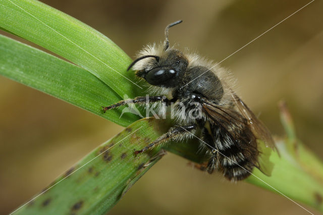 Osmia bicolor