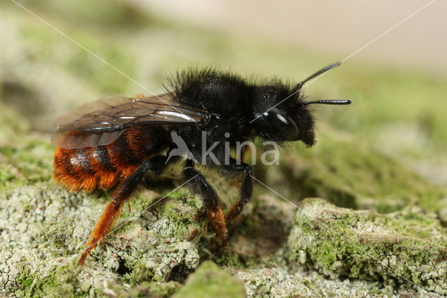 Tweekleurige slakkenhuisbij (Osmia bicolor)