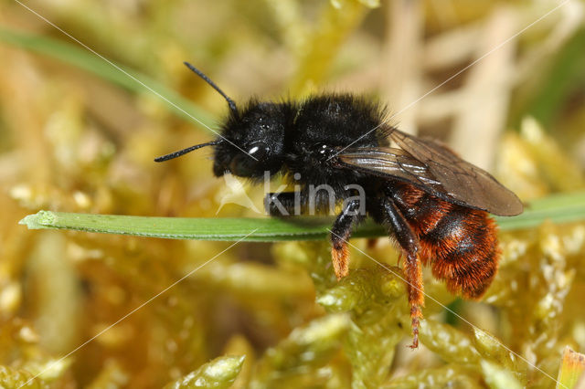 Tweekleurige slakkenhuisbij (Osmia bicolor)