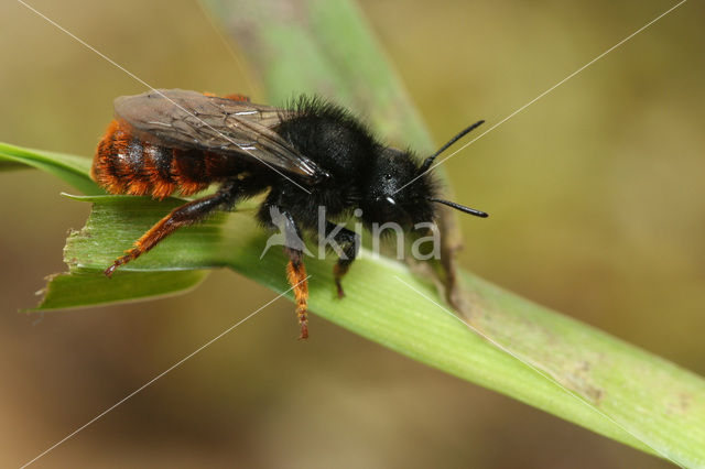 Osmia bicolor