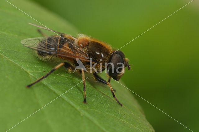 Eristalis picea