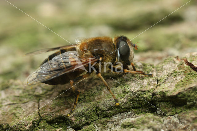 Eristalis picea