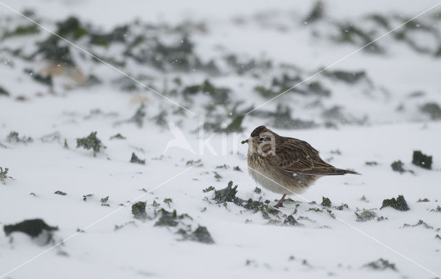 Veldleeuwerik (Alauda arvensis)