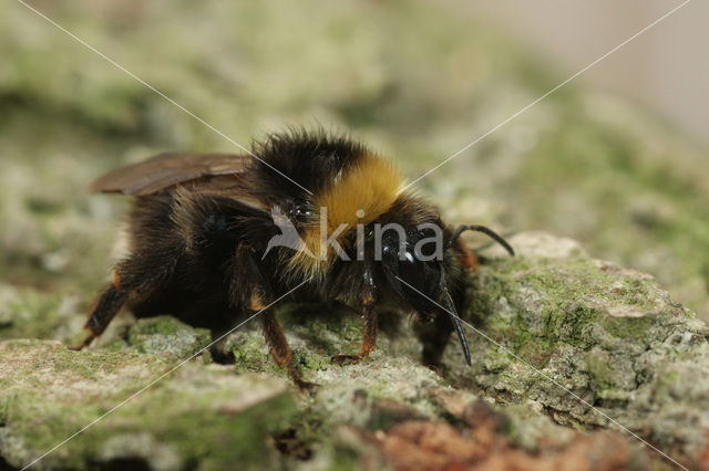 Vierkleurige koekoekshommel (Bombus sylvestris)