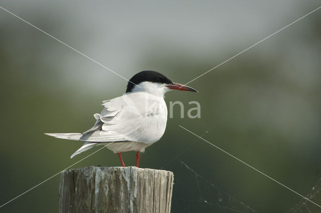 Common Tern (Sterna hirundo)