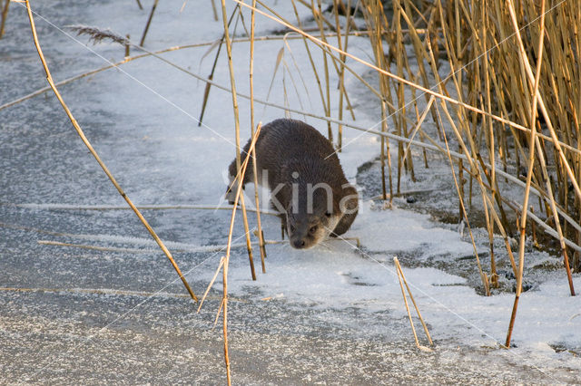 Visotter