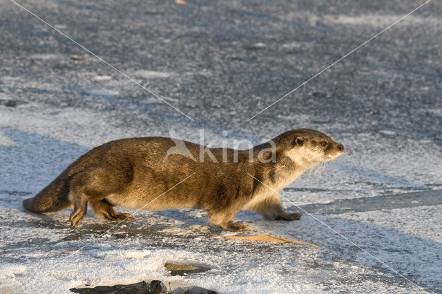 Visotter