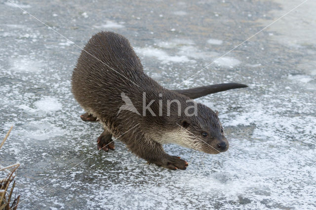 Visotter