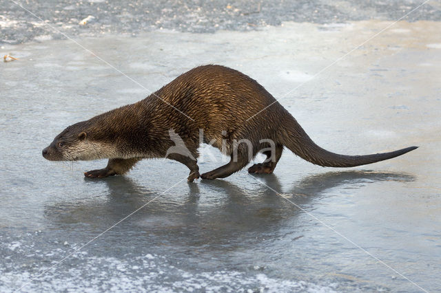 European Otter (Lutra lutra)