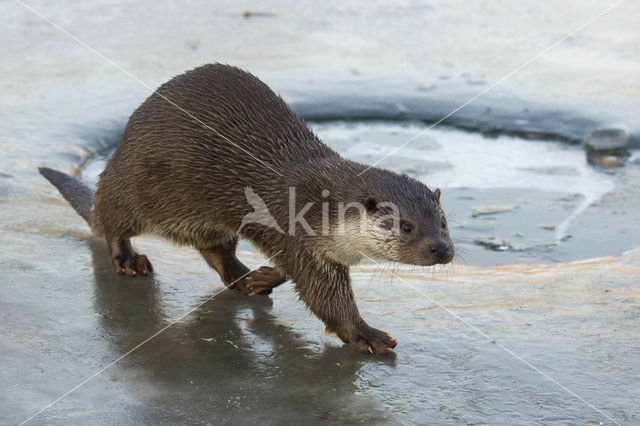 Visotter