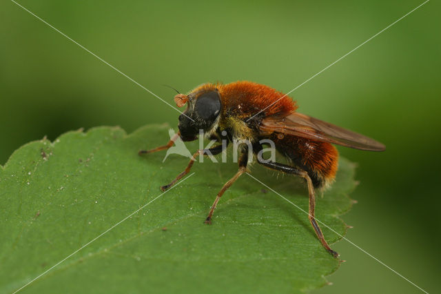 Vosrood gitje (Cheilosia chrysocoma)