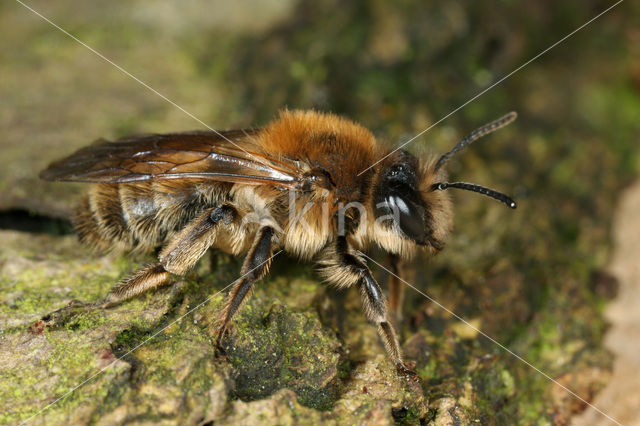 Vroege zandbij (Andrena praecox)