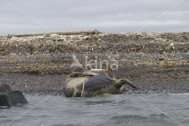 Walrus (Odobenus rosmarus)