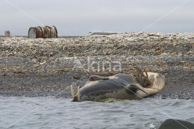 Walrus (Odobenus rosmarus)