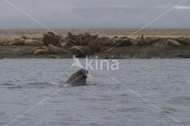 Walrus (Odobenus rosmarus)