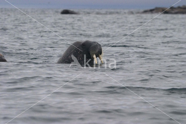 Walrus (Odobenus rosmarus)