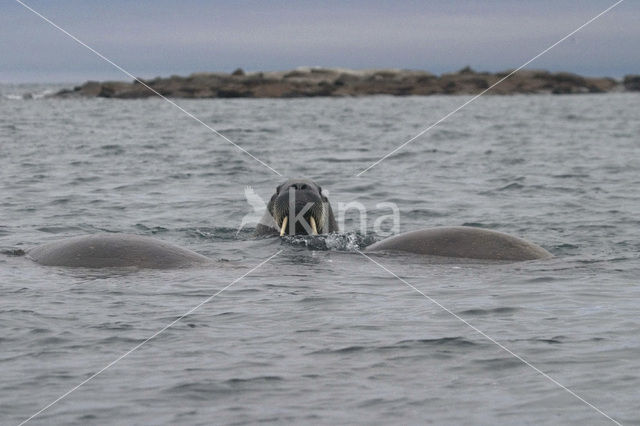 Walrus (Odobenus rosmarus)