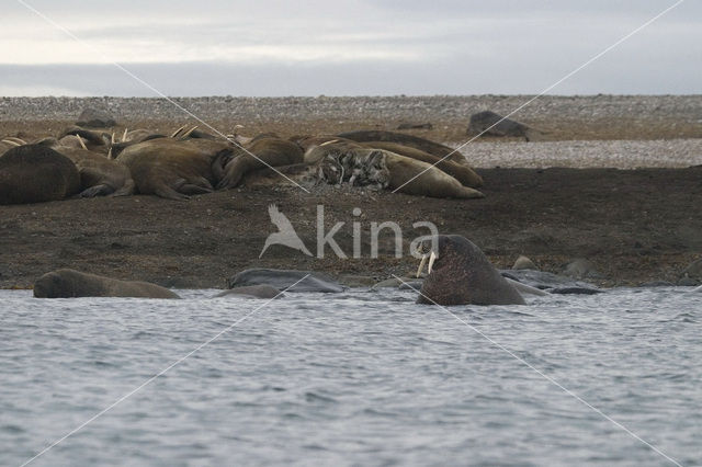 Walrus (Odobenus rosmarus)