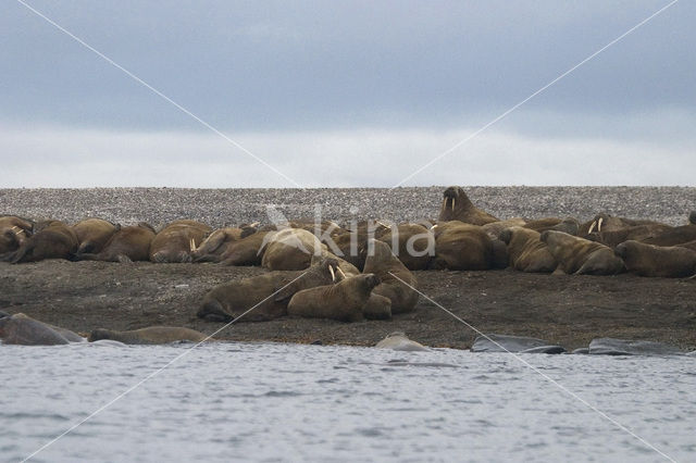 Walrus (Odobenus rosmarus)