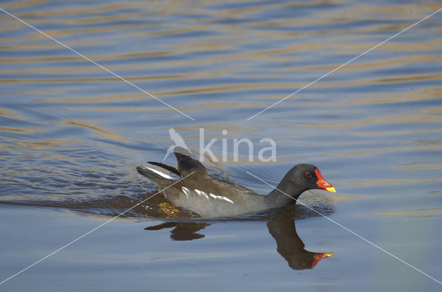Common Moorhen (Gallinula chloropus)