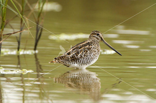 Common Snipe (Gallinago gallinago)