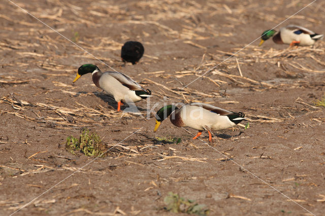 Mallard