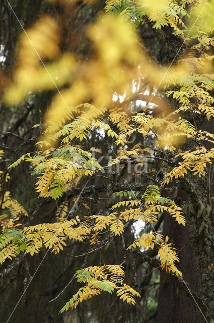 Wilde lijsterbes (Sorbus aucuparia)