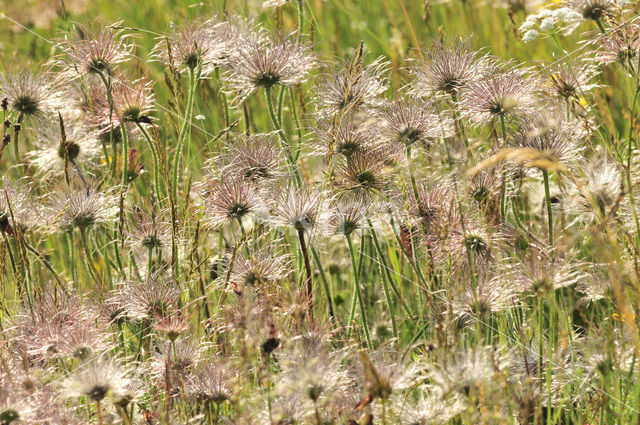 Pasqueflower (Pulsatilla vulgaris)